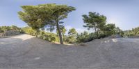 a tree growing in the middle of a rock slope, near some trees and a trail