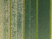 Elevated View of Rural Landscape in the Netherlands