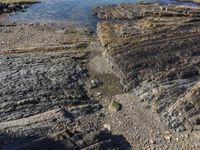 a bird sitting on the shore by itself at the edge of a cliff near a beach