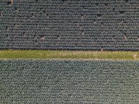 an aerial photo of a tractor pulling hay behind a cropping field with the green grass in front