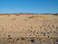 an empty beach with sand covered in grass and rocks and dirt mounds and shrubs, along side the beach