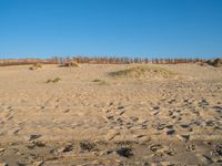 an empty beach with sand covered in grass and rocks and dirt mounds and shrubs, along side the beach