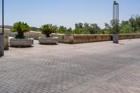 empty bricked sidewalk with palm trees and benches in it under a blue sky at an outdoor park