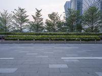 an empty city square with several plants on the fence, with two trees in front