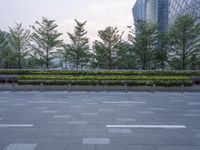 an empty city square with several plants on the fence, with two trees in front