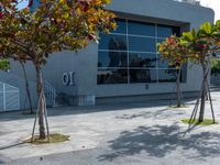 the corner is empty on this street in front of a store or office building with two tall trees that have no leaves