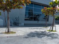 the corner is empty on this street in front of a store or office building with two tall trees that have no leaves