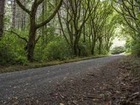 a empty country road runs through the forest with lush trees lining the sides of the road