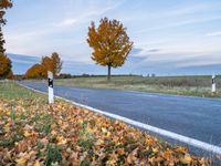 an empty country road with leafy autumn leaves, as a car drives in the distance