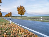 an empty country road with leafy autumn leaves, as a car drives in the distance