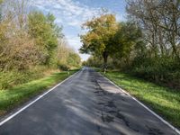 an empty country road in an open area with trees, grass and shrubs on either side