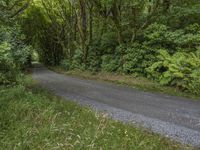 an empty country road winding through tall green trees and plants, with foliage in the foreground