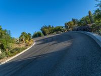 an empty curve with lots of palm trees and succulent vegetation on both sides