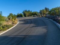 an empty curve with lots of palm trees and succulent vegetation on both sides