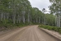 an empty dirt road with the line of trees on each side and a white truck on the right side