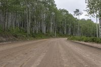 an empty dirt road with the line of trees on each side and a white truck on the right side