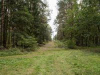 an empty dirt road through a forest, with a few trees in the background - stock image