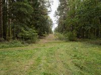 an empty dirt road through a forest, with a few trees in the background - stock image