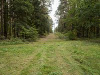 an empty dirt road through a forest, with a few trees in the background - stock image