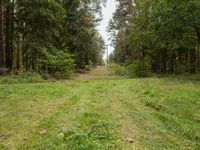 an empty dirt road through a forest, with a few trees in the background - stock image