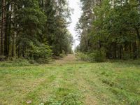 an empty dirt road through a forest, with a few trees in the background - stock image