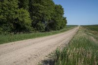 the dirt road is empty of any cars on it and many brush and grass is in the foreground