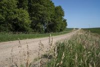 the dirt road is empty of any cars on it and many brush and grass is in the foreground