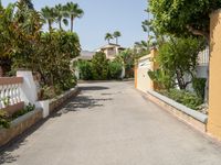 an empty driveway leads up to a building and palm trees in the background on either side