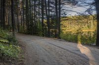 an empty gravel road going down to a lake in the woods that are surrounded by trees with bushes and plants