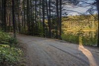 an empty gravel road going down to a lake in the woods that are surrounded by trees with bushes and plants