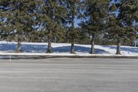 the empty parking lot at a large tree covered area with snow on the ground and yellow paint on the side