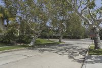 this street with trees along side is empty, surrounded by grass and some shrubbery