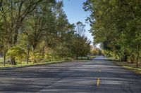 an empty street lined with tall trees in a parkland area area in the fall