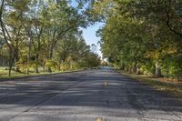 an empty street lined with tall trees in a parkland area area in the fall