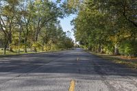 an empty street lined with tall trees in a parkland area area in the fall