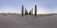 a wide angle view of three cypress trees along an empty road that's nearly a few feet from the ground