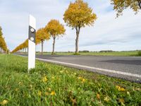 two white posts with a stop light on them near an empty road and a few yellow trees