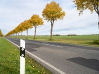 two white posts with a stop light on them near an empty road and a few yellow trees