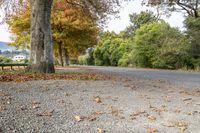 an image of a street that is empty and autumn foliage has fallen down the tree line