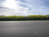 the road is empty in the daytime sky with white clouds and yellow flowers by the roadside