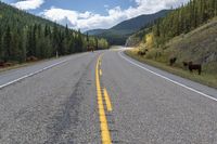 a car drives down an empty road with cows standing around in the road and animals on the side