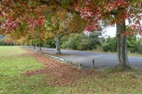 an empty road is lined with red and yellow trees in autumn foliage on either side of the road