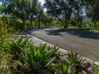 an image of an empty road in the middle of the day with plants in the center of the photo