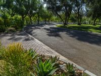 an image of an empty road in the middle of the day with plants in the center of the photo