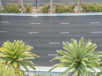 an empty street near some palm trees and other trees with a car driving by on it