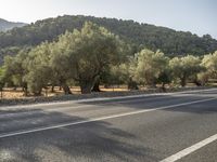 the empty road is lined with trees and mountains in the background there are lots of trees and hills