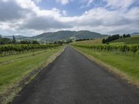 an empty road through some large grassy areas in the distance is the valley where vineyards are grown