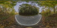 a very empty road with trees on both sides and no traffic on the other side