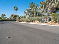 a street with palm trees in the background, and the road is empty and empty