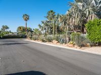 a street with palm trees in the background, and the road is empty and empty